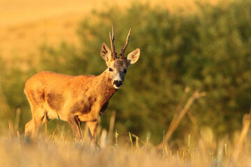 Sarna europejska (Capreolus capreolus) roe deer © Bartosz Rakoczy