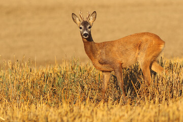 Sarna europejska (Capreolus capreolus) roe deer © Bartosz Rakoczy