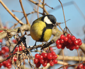 The great tit (Parus major) on the branch