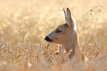 Sarna europejska (Capreolus capreolus) roe deer © Bartosz Rakoczy