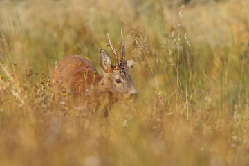 Sarna europejska (Capreolus capreolus) roe deer © Bartosz Rakoczy