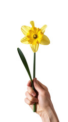 Bright yellow daffodil held in hand against white background, signifying spring and renewal