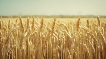 Fototapeta premium Expansive image of a plantation