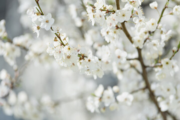 White cherry blossoms in full bloom on a branch with soft sunlight and blurred background creating a gentle spring atmosphere
