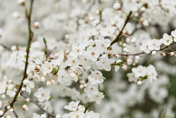 White cherry blossoms in full bloom on a branch with soft sunlight and blurred background creating a gentle spring atmosphere