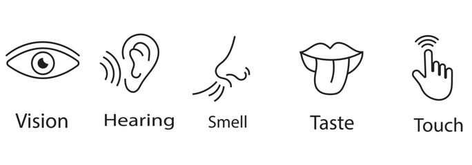 Five Human Senses line icons set. Five types symbols. Vector illustration. Eps 10