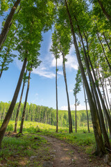 dirt road through beech woods. tall trees with green lush canopy beneath a blue sky with clouds....