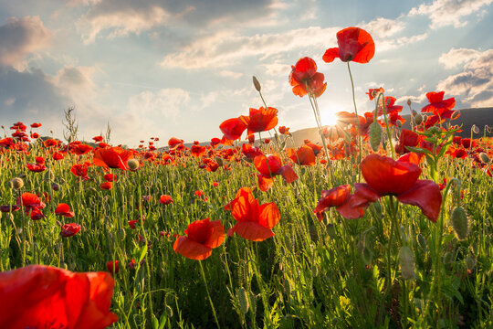 red poppies in the field with sunburst shot from below. armistice day. beautiful nature background beneath a blue sky at sunset. scenic countryside landscape in spring. sun behind the red flowers
