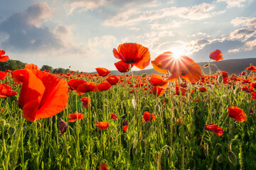 red poppies in the field with sunburst shot from below. remembrance symbol. beautiful nature background beneath a blue sky at sunset. scenic countryside landscape in spring. sun behind the red flowers