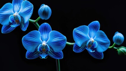 Blue orchid featuring buds against a backdrop