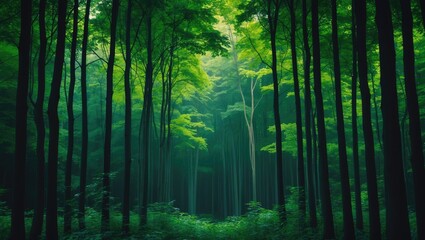 Naklejka premium Picture of a forested area