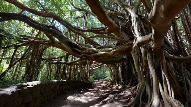 Enchanting Pathway Beneath the Intricate Branches and Roots of a Magnificent Banyan Tree Canopy
