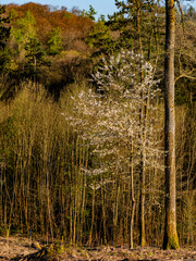 Mischwald im Frühjahr