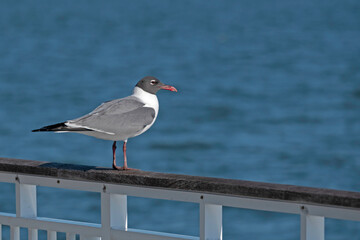 Adult, breeding Laughing Gull, with black cap and red beak, perched on pier railing.