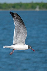Laughing Gull in flight, showing underside of wing, with water in background.
