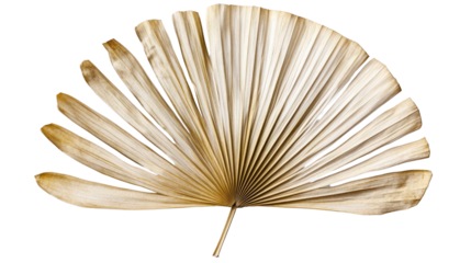 A large, dried palm leaf spreads out in an elegant fan shape, highlighting its natural textures and muted colors, perfect for decorative arrangements or artistic displays