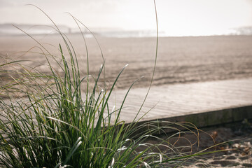 grass on the beach