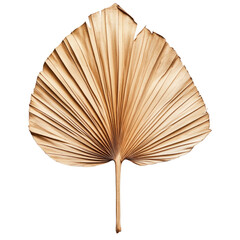 A beautifully dried palm leaf with a fan-shaped structure displays detailed veins and folds. This elegant natural element adds a touch of organic beauty to various decor styles