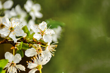 Flowering branch with white flowers on soft green background. Spring nature, freshness, birth of new life and calmness. Concept of awakening and beauty of nature.