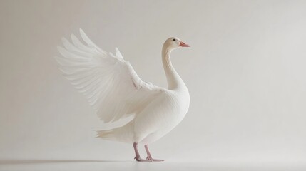 Fototapeta premium White goose flapping wings while standing on one foot in a clear studio environment with a bright white backdrop