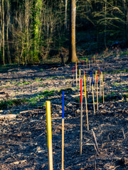 Fototapeta premium Wiederaufforstung im Frühjahr mit bunten Markierungsstöcken