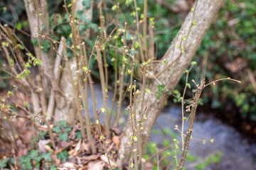  knospen spriessen