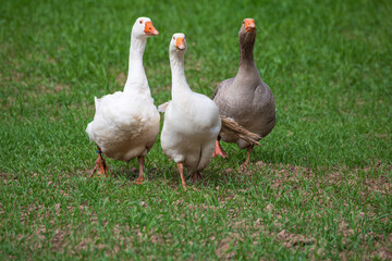 drei gaense laufen um die wette