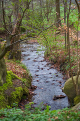 bachlauf im wald