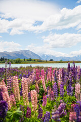 Lupins by Lake Tekapo, New Zealand