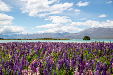 Lupins by Lake Tekapo, New Zealand