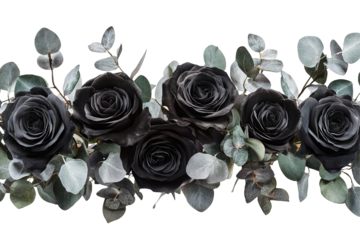 Black roses with soft green eucalyptus leaves against a transparent background. Dramatic and moody floral design