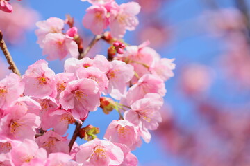 春の日差しを浴びて咲くピンクの陽光桜　青空背景