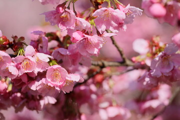 春の日差しを浴びて咲くピンクの陽光桜