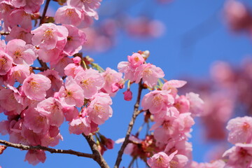 春の日差しを浴びて咲くピンクの陽光桜　青空背景