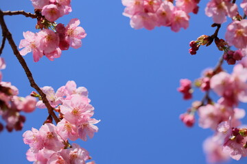 春の日差しを浴びて咲くピンクの陽光桜　青空背景