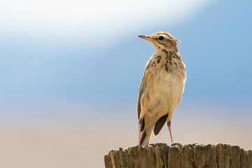 African Pipit (Anthus cinnamomeus rufuloides) perched on fence post near Robertson, Western Cape, South Africa