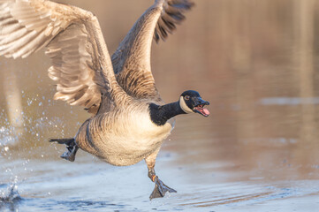 goose getting a running start into flight on a pond.  © Cami Johnson