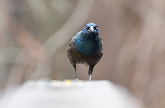 A close up of a grackle bird on a railing looking angrily at the camera. 