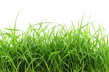 Fototapeta premium Lush, vibrant green grass blades against a transparent background create a natural, organic texture perfect for overlays
