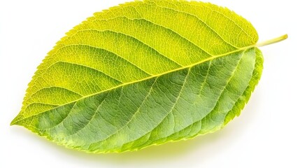 Close-Up of a Green Leaf with Intricate Texture and Natural Patterns on a White Background