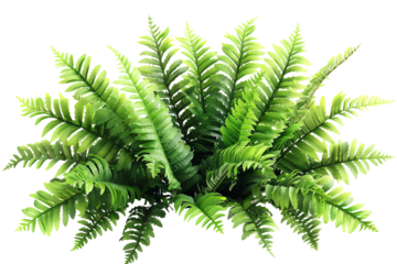 Lush, green fern plant with delicate fronds arranged radially, capturing nature's beauty in a vibrant, detailed top-down perspective