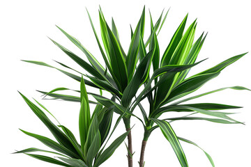 Fototapeta premium Vibrant green leaves with yellow stripes form a lively indoor plant against a transparent background