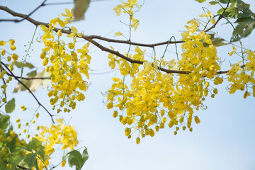 Golden shower tree (Cassia fistula) in full bloom during Thai Songkran Festival. Known as the national flower of Thailand, symbolizing prosperity, unity, and the beauty of the summer season