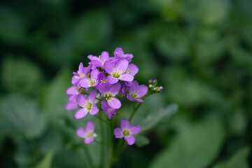 Obraz premium Wildflower cuckoo flower or cardamine pratensis