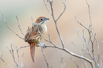 Cape Grassbird (Sphenoeacus afer) percched in mountain scrub near Swellendam, Western Cape, South Africa