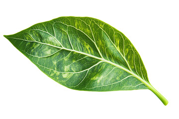 Obraz premium A single leaf with a vibrant mix of green and yellow hues, its veins intricately patterned against a solid transparent background