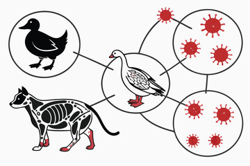 5 Medical illustration, zoonotic diseases, animal to human transmission, coronavirus particles, duck, chicken, cow, cat, human anatomy, internal organs, circulatory system, scientific diagram, educati