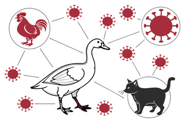 5 Medical illustration, zoonotic diseases, animal to human transmission, coronavirus particles, duck, chicken, cow, cat, human anatomy, internal organs, circulatory system, scientific diagram, educati