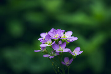 Wildflower cuckoo flower or cardamine pratensis