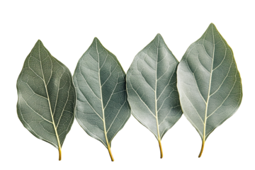 Four leaves lined up against a transparent background. The leaves are textured with visible veins